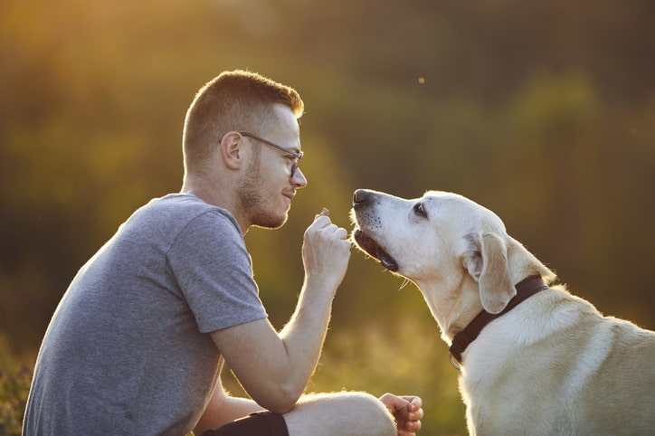 Dog Bite Injury Law in Mechanicsville